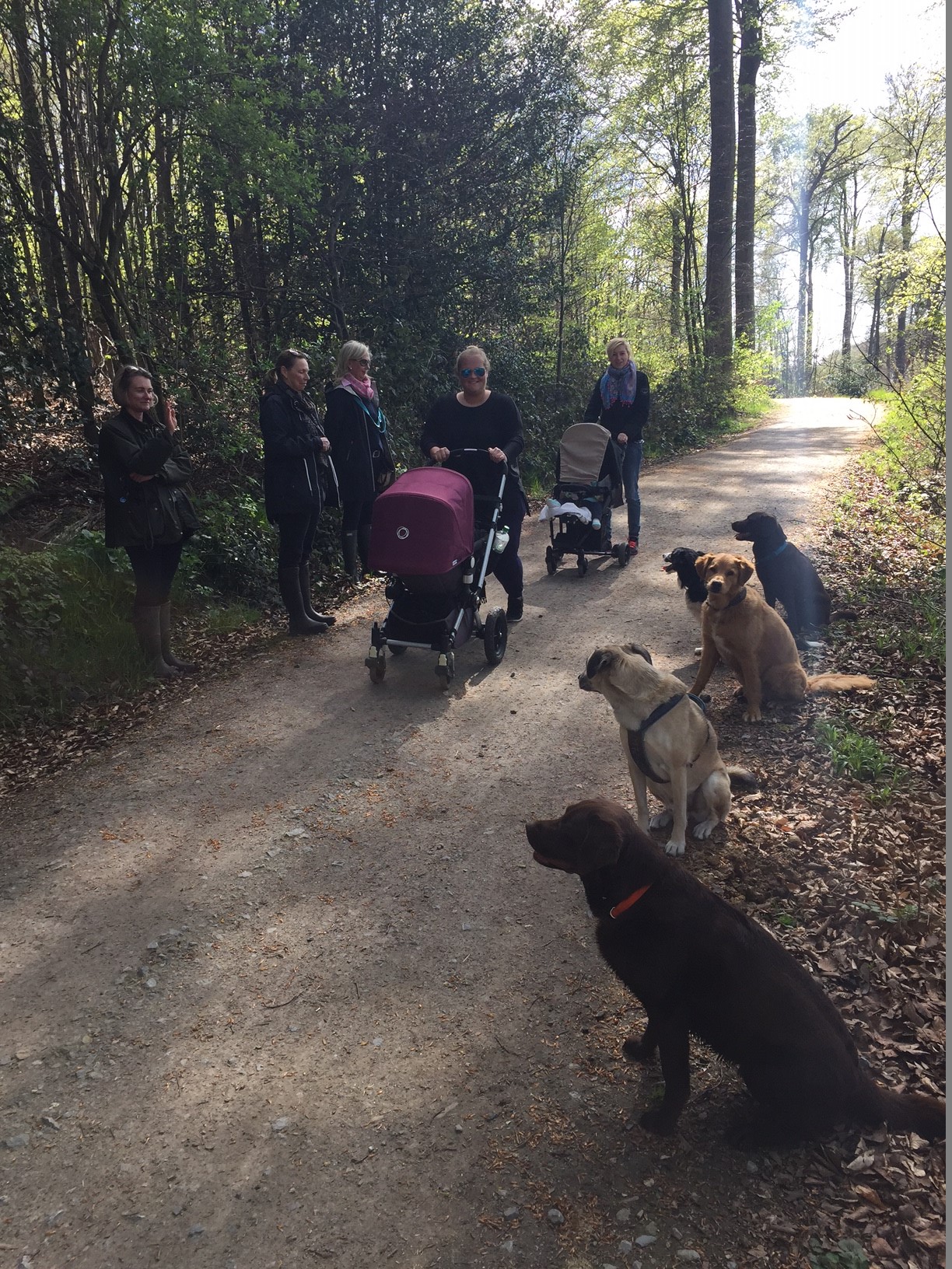 Eine Gruppe Hunde sitzt brav am Wegesrand während 2 Kinderwagen vorbeigeschoben werden